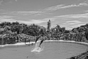 show of training a large adult dolphin mammal in a zoo park on a sunny day photo