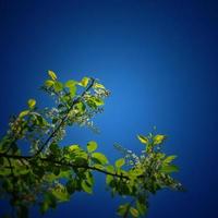spring twig with green leaves and white flowers on a background of blue sky photo