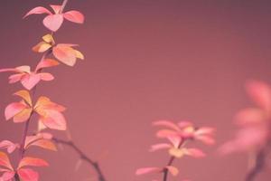 red barberry illuminated by January light on a smooth background photo