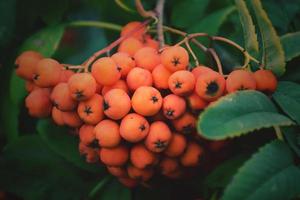 red rowan on the green branch of a tree in the warm rays of the summer sun photo