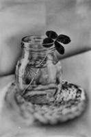 a bouquet of l field four-leaf clovers in a small vase on a light smooth background photo