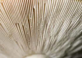 mushroom background brown photo