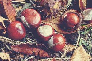 brown chestnuts collected on an autumn day photo