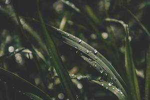 background with fresh drops of summer rain shining in the sun on a grassy field photo