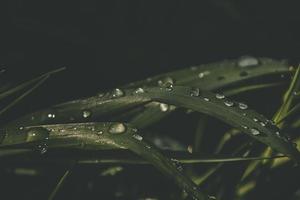 background with fresh drops of summer rain shining in the sun on a grassy field photo