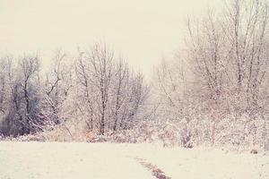 invierno paisaje con Fresco nieve y arboles foto