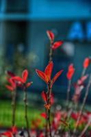 Red autumn leaves on a small tree photo