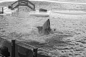 a show of black and white mammals in the zoo photo