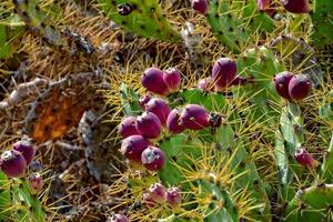 original espinoso espinoso Pera cactus creciente en un natural habitat foto