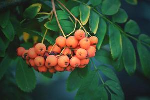 red rowan on the green branch of a tree in the warm rays of the summer sun photo