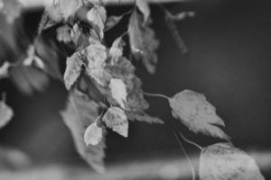 autumn golden birch leaves on a branch photo