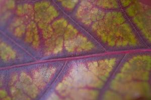autumn leaf background photo