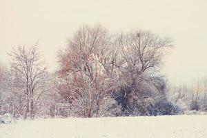 invierno paisaje con Fresco nieve y arboles foto