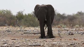 Elefant döst im das Mittag Hitze video