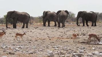 Impala Antilope kommt zu das Wasserloch und ist erschrocken durch ein klein Vogel. Schlafen Elefanten im das Hintergrund video