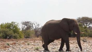 Elephant walks calmly to a waterhole. Impala antelopes are at the waterhole. More elephants in a distance video