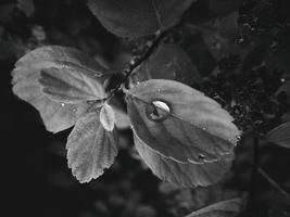 beautiful summer plant with raindrops on the leaves monochrome photo