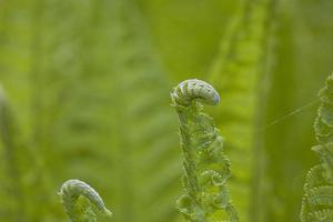 bright green background with young spring fern leaves photo