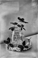 a bouquet of l field four-leaf clovers in a small vase on a light smooth background photo