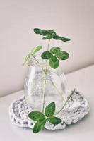 a bouquet of l field four-leaf clovers in a small vase on a light smooth background photo