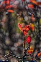 Red autumn leaves on a small tree photo