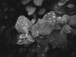 hermosa verano planta con gotas de lluvia en el hojas monocromo foto