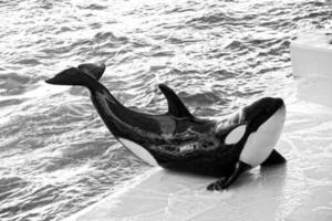 a show of black and white mammals in the zoo photo