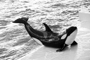 a show of black and white mammals in the zoo photo