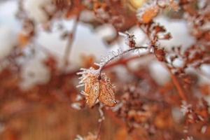 last autumn flowers freezing under the first winter frost photo