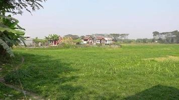 panorama Visão do tradicional madeira de estanho Vila casas Próximo para verde Campos às mushiganj distrito, dhaka. rural Vila beleza do Bangladesh. video