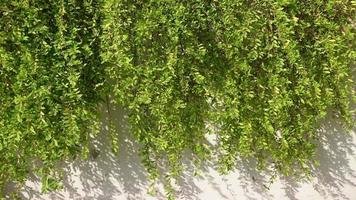 vert vignes pendaison sur le mur en plein air dans lumière du soleil. video