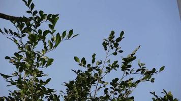 The green leaves of the tree are swaying in the wind. video