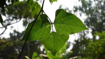 Three green leaves are hanging on the vine of the bean vegetable plant outside in the sunlight. video