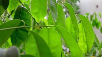 el verde hojas de el syzygium cumini o malabar ciruela Fruta árbol son balanceo en el viento fuera de en el luz de sol. Java ciruela hojas cerca ver de el follaje. video