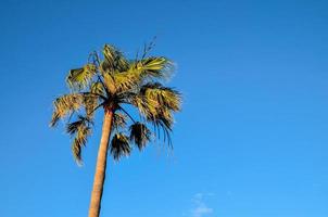 antecedentes con un palma árbol foto