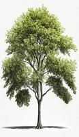 American beech trees, 3d rendering, for illustration, digital composition, architecture visualization, Generate Ai photo