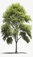 American beech trees, 3d rendering, for illustration, digital composition, architecture visualization, Generate Ai photo