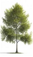 American beech trees, 3d rendering, for illustration, digital composition, architecture visualization, Generate Ai photo