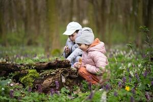 Brother with sister discover wood at spring forest. photo