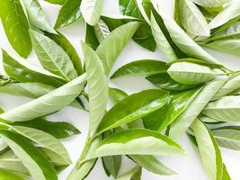 Green leaves are scattered on a white background. Summer concept. photo