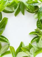 Frame of green leaves on a white background. View from above. photo