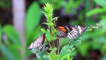 oranje zwart geel vlinder vlinders insect Aan groen fabriek Thailand. video