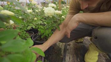 The gardener takes care of the flowers in the greenhouse. Gardener man taking care of flowers in greenhouse where flowers are grown. video