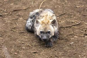 Curious hyena cub laying flat on the ground photo