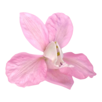 rosa ljuv ärta blomma png