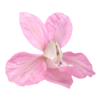 roze zoet erwt bloem png