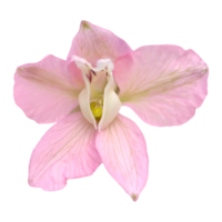 pink sweet pea flower png