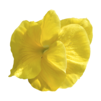 gul fikus blomma png