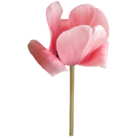 flor de tulipa rosa png