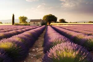 Lavender landscape in the style of Provence. Manicured rows of lavender at sunset. photo